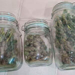hellfire-og-auto-fem-7ch-american.jpg
