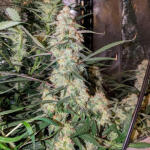keepers-og-autoflower-fem-seedkeepers.jpg