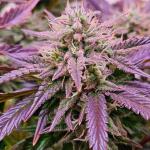 lemon-cherry-gelato-auto-r3-fem-ethos-genetics.jpg