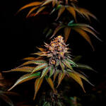 lemon-cherry-runtz-fem-fastbuds.jpg