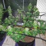 10th-planet-r1-fem-ethos-genetics.jpg