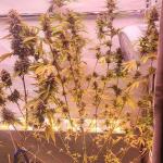 grand-gorilla-purple-auto-fem-Semyanich.jpg