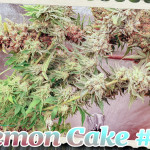 lemon-cake-heavyweight-seeds.jpg