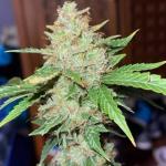 pineapple-express-auto-fem-barneys-farm.jpg