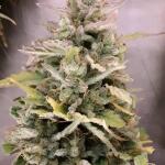 critical-kush-auto-critical-rapido-auto-fem-barneys-farm.jpg