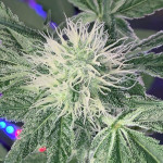godzilla-original-glue-gg4-godzilla-glue-4-fem-herbies-seeds.jpg
