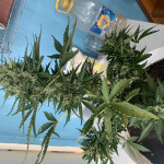 auto-white-widow-fem-victory-seeds.jpeg