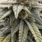mimosa-evo-fem-barneys-farm.jpg