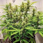 gorilla-berry-auto-fem-Semyanich.jpg