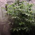 totally-alpha-og-auto-fem-alphafem-seeds.jpg