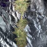 dossidos-cookies-autoflower-fem-easy-grow-seeds.jpg