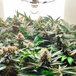 girl-scout-cookies-fem-blimburn-seeds.jpg