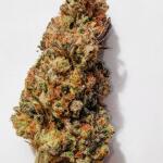 jealousy-kush-fem-seedkeepers.jpg