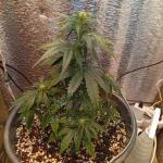 auto-new-york-city-fem-pyramid-seeds.jpg