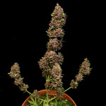 diablo-rojo-xl-auto-fem-sweet-seeds.jpg