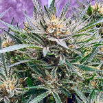 bruce-banner-auto-fem-Semyanich.jpg
