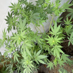 cookies-purple-punch-fem-medical-seeds.jpeg