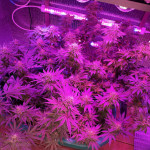 gorilla-glue-4-fem-anesia-seeds.jpg