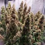 wedding-cake-auto-fem-barneys-farm.jpg