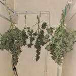 auto-orange-bud-fem-dutch-passion.jpg