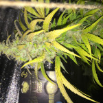 goldmine-fem-heavyweight-seeds.JPG