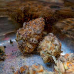 poddy-mouth-fem-humboldt-seed-company.jpg