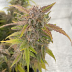 dc-cure-1:1-auto-fem-doctors-choice.jpg