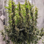gelato-auto-fem-Semyanich.jpg