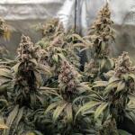 mac-n-jack-r1-fem-ethos-genetics.jpg