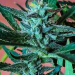 peach-crescendo-auto-rf3-fem-ethos-genetics.jpg
