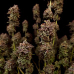 pure-kush-fem-ghs.jpg
