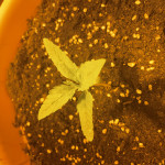 auto-amnesia-gold-fem-pyramid-seeds.jpeg