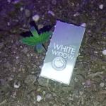 auto-white-widow-fem-pyramid-seeds.jpg