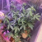 gorilla-auto-fem-Semyanich.jpg