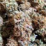 notorious-thc-fem-humboldt-seed-company.jpg