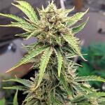 peach-crescendo-auto-rf3-fem-ethos-genetics.jpg