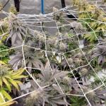 mac-n-jack-r1-fem-ethos-genetics.jpg