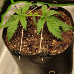 sweet-pure-cbd-fem-sweet-seeds.jpg