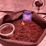 original-auto-ak-fem-fastbuds.jpg