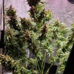 totally-alpha-og-auto-fem-alphafem-seeds.jpg