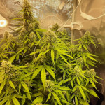 fruit-punch-auto-heavyweight-seeds.jpg