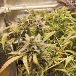 lemon-cherry-gelato-auto-r3-fem-ethos-genetics.jpg