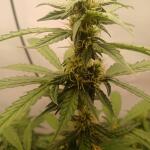 whiskey-zulu-auto-fem-7ch-american.jpg