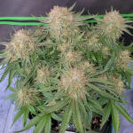 ztrawberriez-auto-fem-fastbuds.jpg