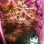 deep-purple-haze-auto-sumo-seeds.jpg