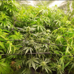 gorilla-glue-4-fem-original-sensible-seeds.jpg