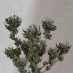 motor-breath-fem-7ch-american.jpg