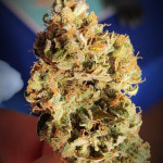 jet-fuel-mandarine-xl-auto-fem-sweet-seeds.jpg