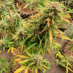 vanilla-latte-auto-fem-humboldt-seed-company.jpg