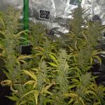 big-bud-auto-fem-herbies-seeds.jpg
